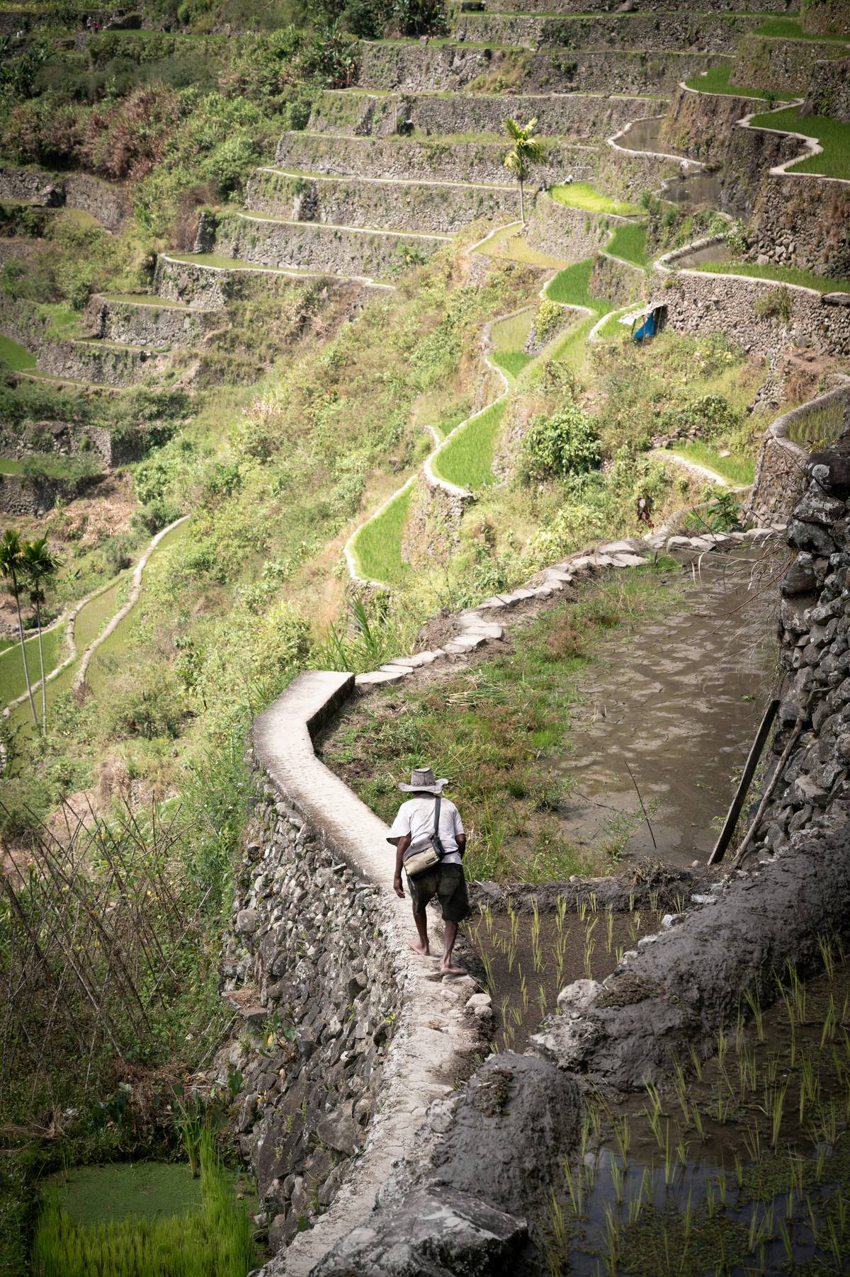 A rice farmer in the Batad rice terraces in Ifugao, Philippines. Singapore is strengthening its partnerships with the International Rice Research Institute in Los Baños, Laguna, which has been developing new rice varieties to address the country’s rice issues.